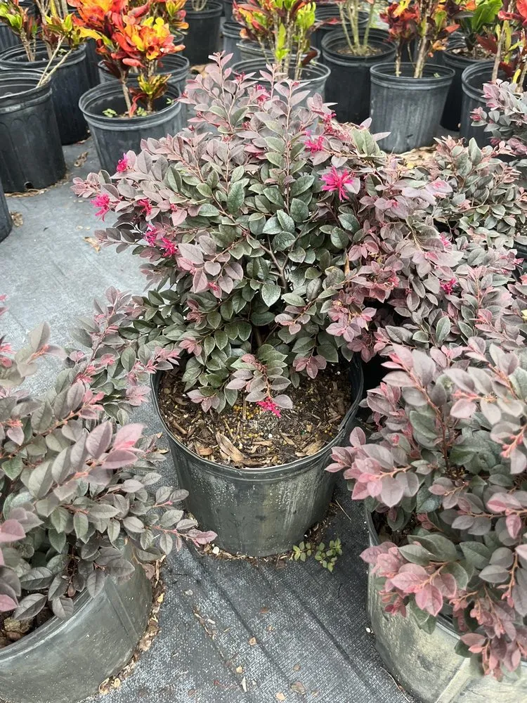 Custom lawn mowing service in Ruskin, FL by SunnyDays Nursery & Landscaping