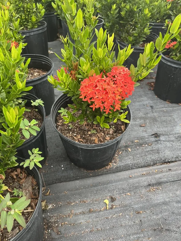 Professional landscape design with custom design in Ruskin, FL by SunnyDays Nursery & Landscaping