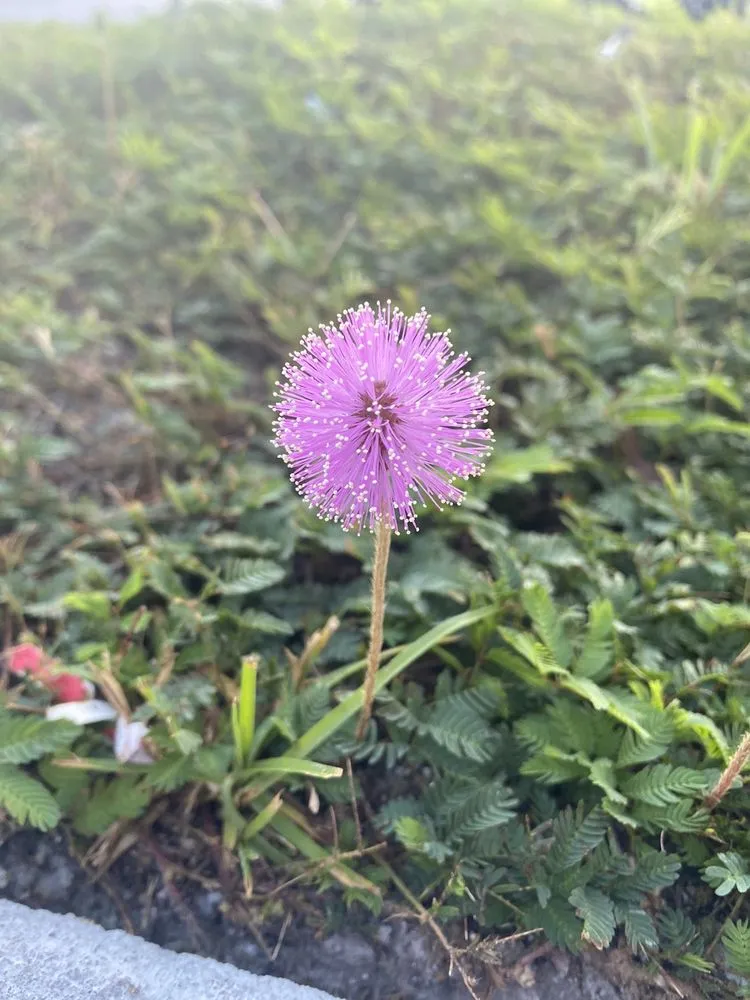 Reliable landscape installation with custom design in Ruskin, FL by SunnyDays Nursery & Landscaping