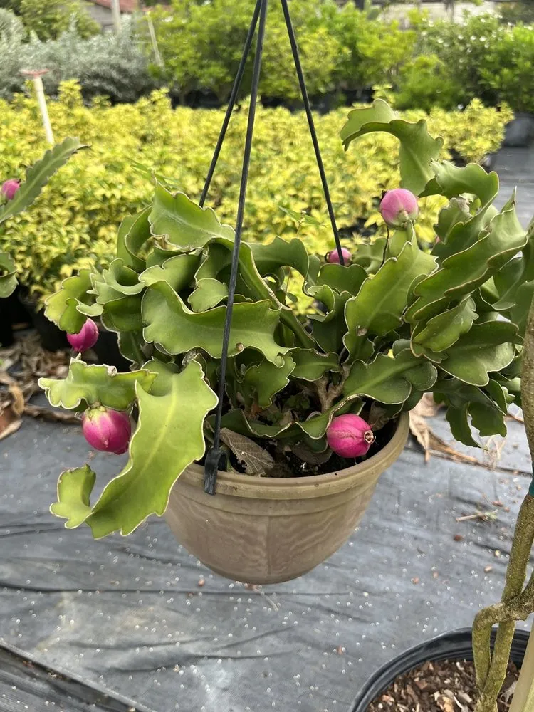 Custom garden landscaping in Ruskin, FL - SunnyDays Nursery & Landscaping