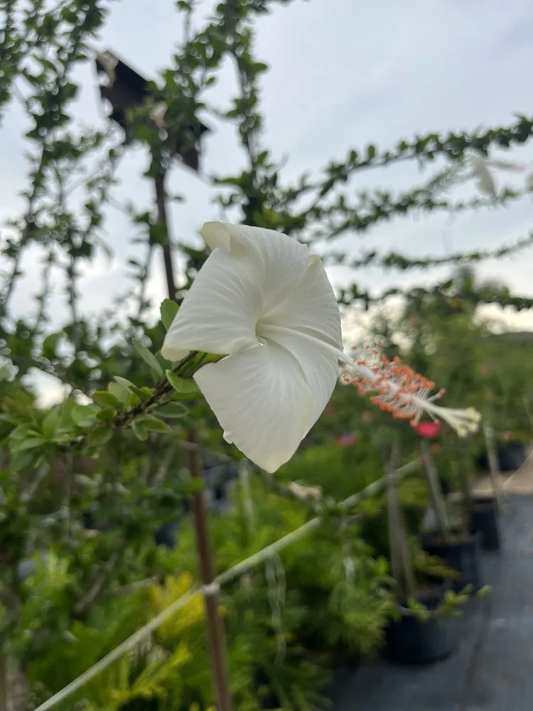 Top-rated yard cleanup service for beautiful yards across Ruskin, FL - SunnyDays Nursery & Landscaping