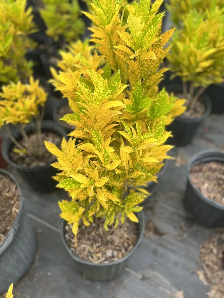 Trusted landscape design in Ruskin, FL by SunnyDays Nursery & Landscaping