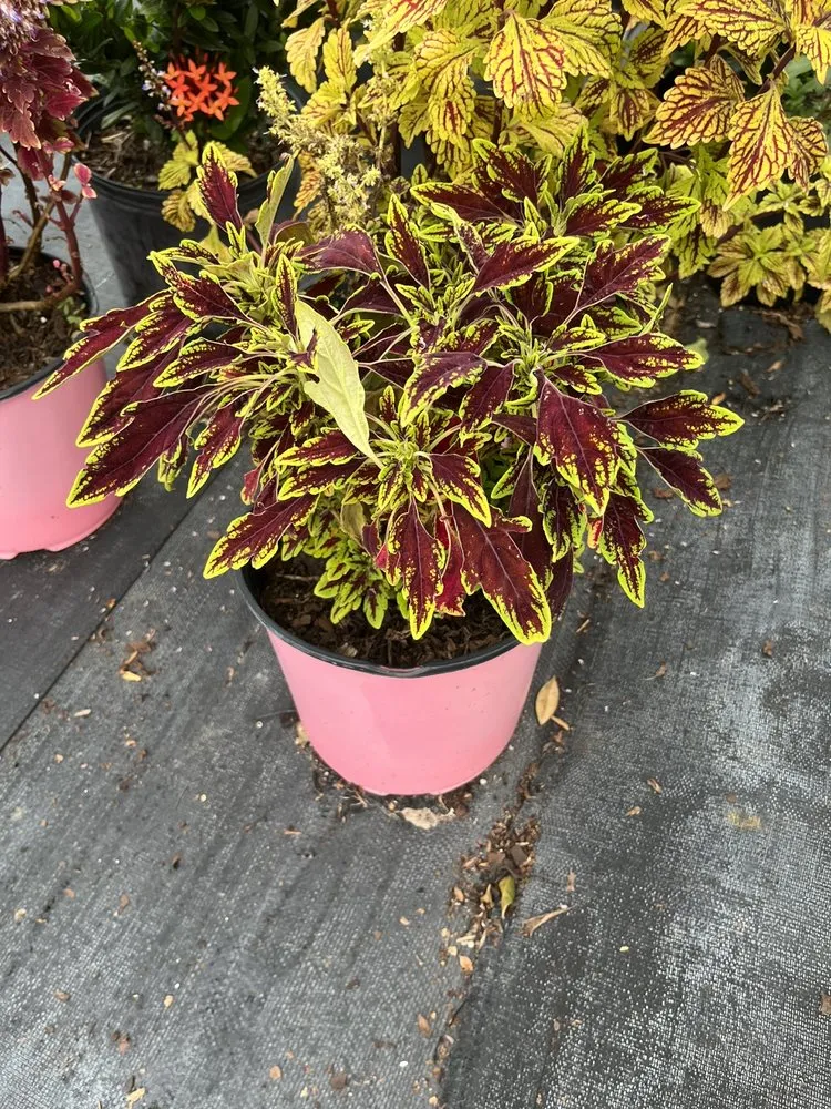 Reliable landscaping services experts serving Ruskin, FL - SunnyDays Nursery & Landscaping