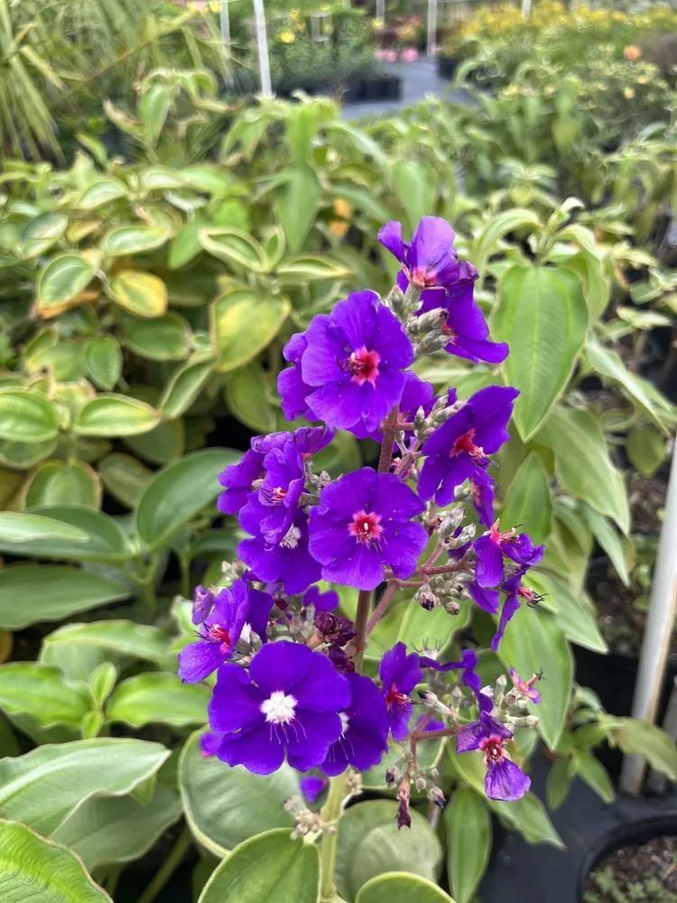 Trusted landscaping services for year-round maintenance across Ruskin, FL - SunnyDays Nursery & Landscaping