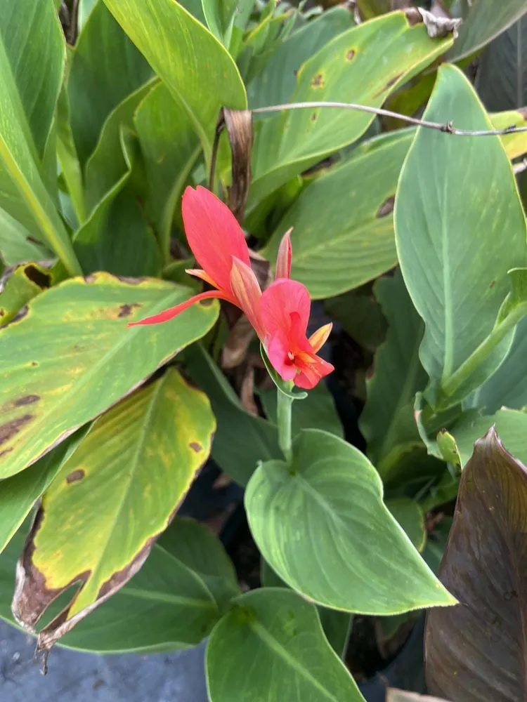 Trusted residential landscaping experts serving Ruskin, FL - SunnyDays Nursery & Landscaping