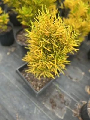 SunnyDays Nursery & Landscaping