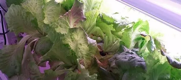 Professional residential landscaping for year-round maintenance across Pardeeville, WI - Sunnyridge Farm