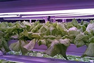 Local lawn care service in Pardeeville, WI - Sunnyridge Farm