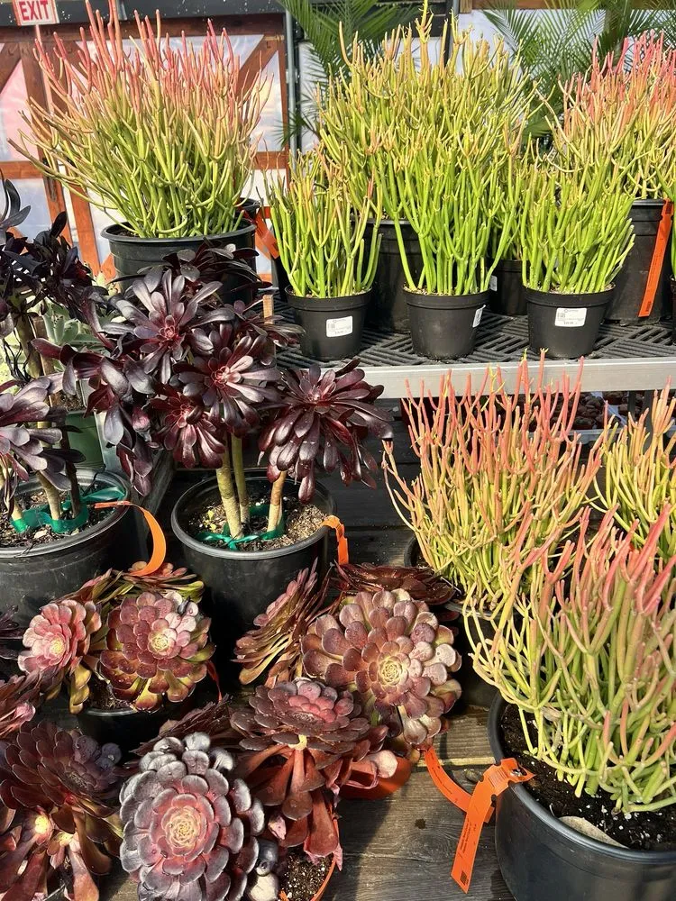 Expert lawn care service for year-round maintenance across Minneapolis, MN - Sunnyside Gardens