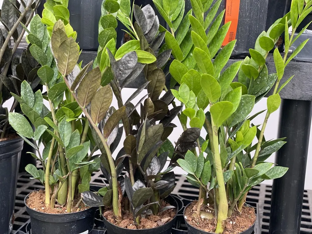 Top-rated outdoor landscaping experts serving Minneapolis, MN - Sunnyside Gardens