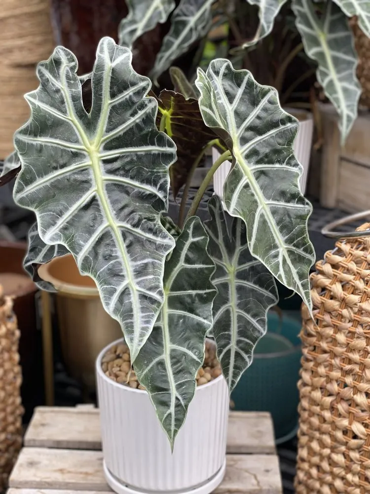 Expert lawn care service for year-round maintenance across Minneapolis, MN - Sunnyside Gardens