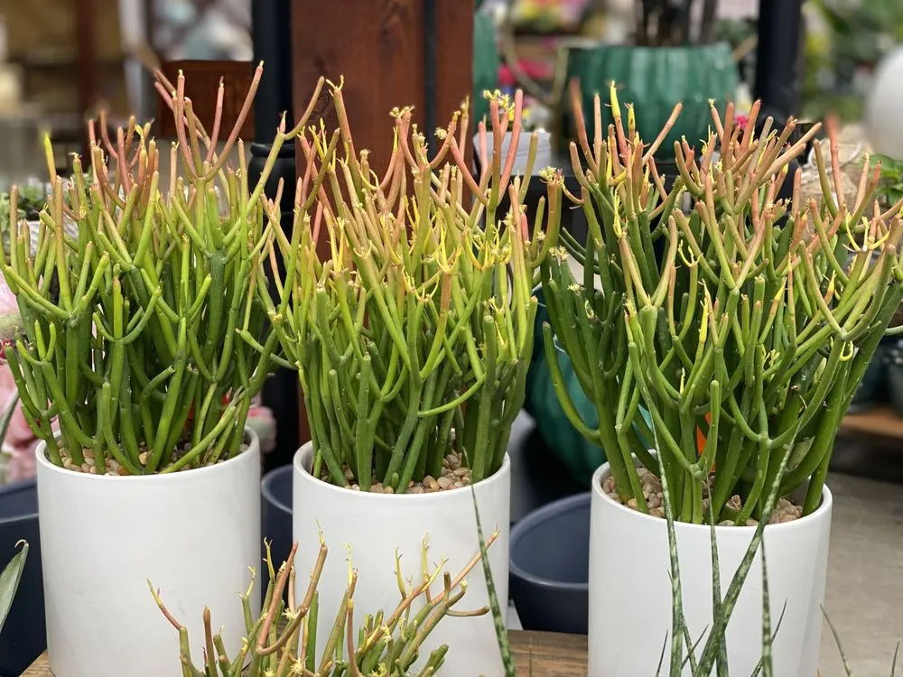 Reliable lawn mowing service in Minneapolis, MN by Sunnyside Gardens