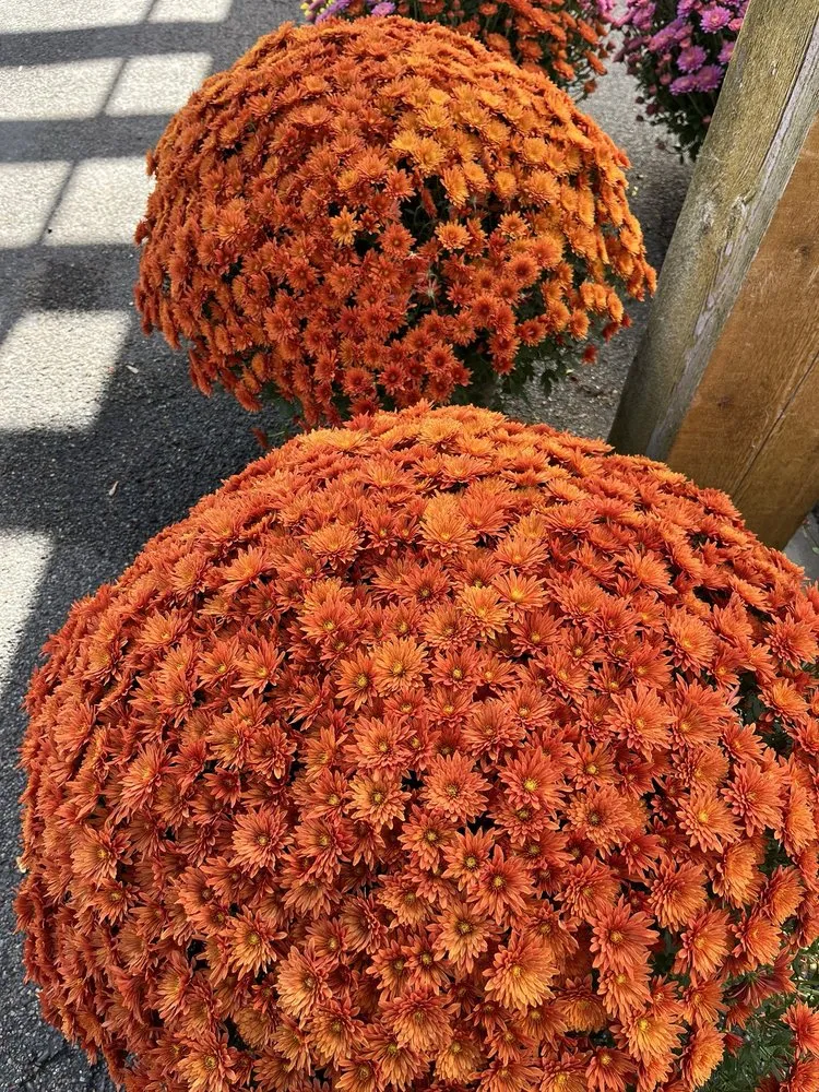 Trusted landscaping services for year-round maintenance across Minneapolis, MN - Sunnyside Gardens