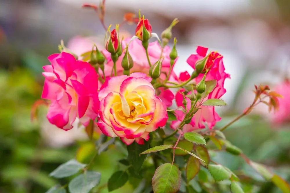 Expert lawn care service in Minneapolis, MN - Sunnyside Gardens