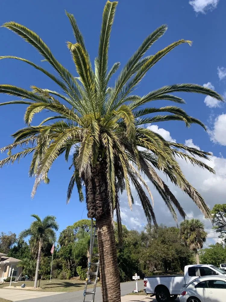 Professional landscaping services in Sarasota, FL by Sunnyside Scapes