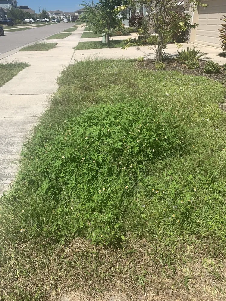 Reliable landscape design for homes in Sarasota, FL by Sunnyside Scapes