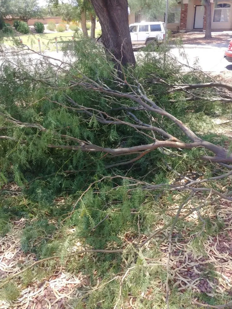 Top-rated lawn mowing service experts serving Florence, AZ - Sunrider Quality Landscaping