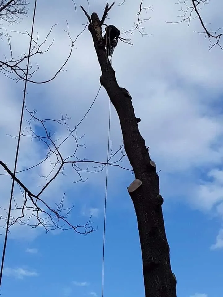 Professional garden landscaping in Manassas, VA - Sunrise Exterior Services