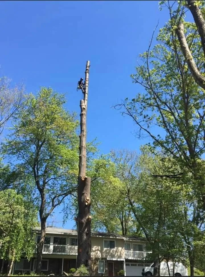 Reliable landscaping services for year-round maintenance across Manassas, VA - Sunrise Exterior Services