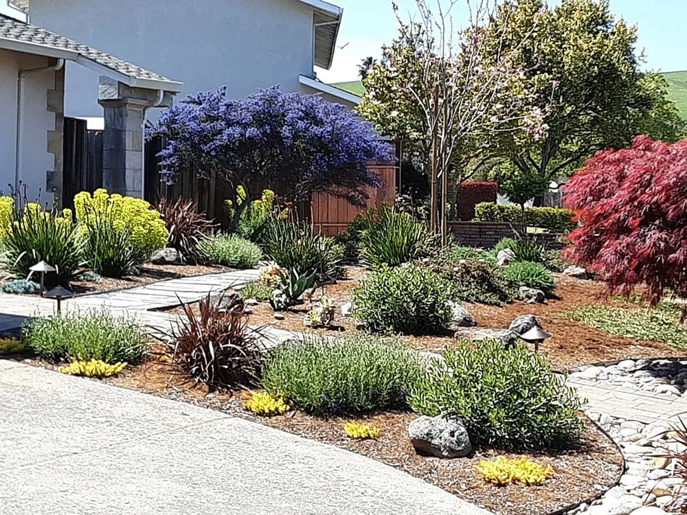 Expert lawn care service in Concord, CA by Sunrise Garden Design