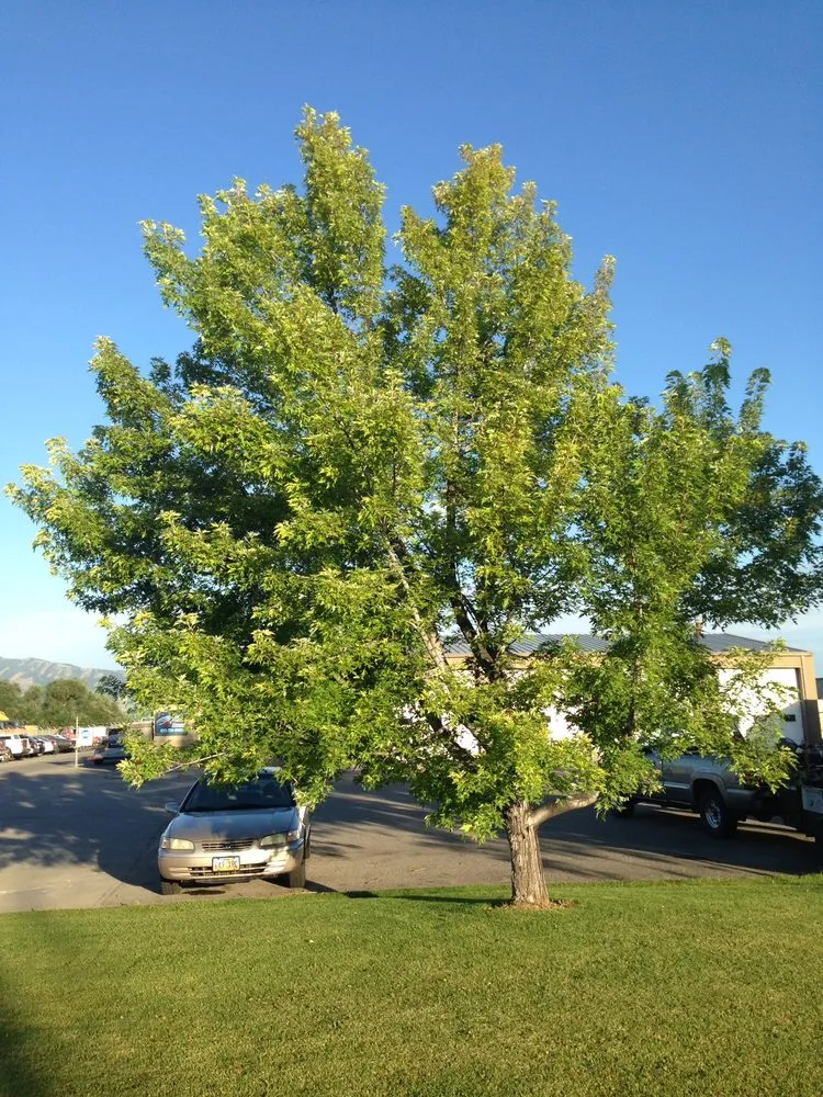 Affordable yard cleanup service experts serving Logan, UT - Sunrise Gardening