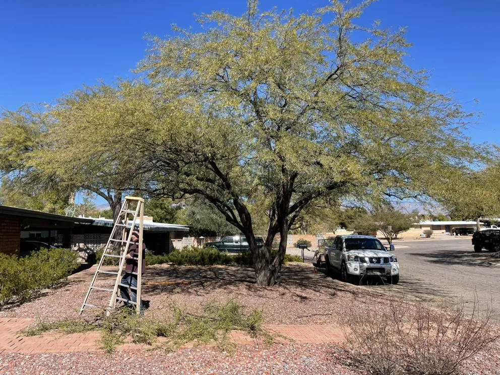 Trusted yard maintenance in Tucson, AZ - Sunrise Landscape & Tree Service