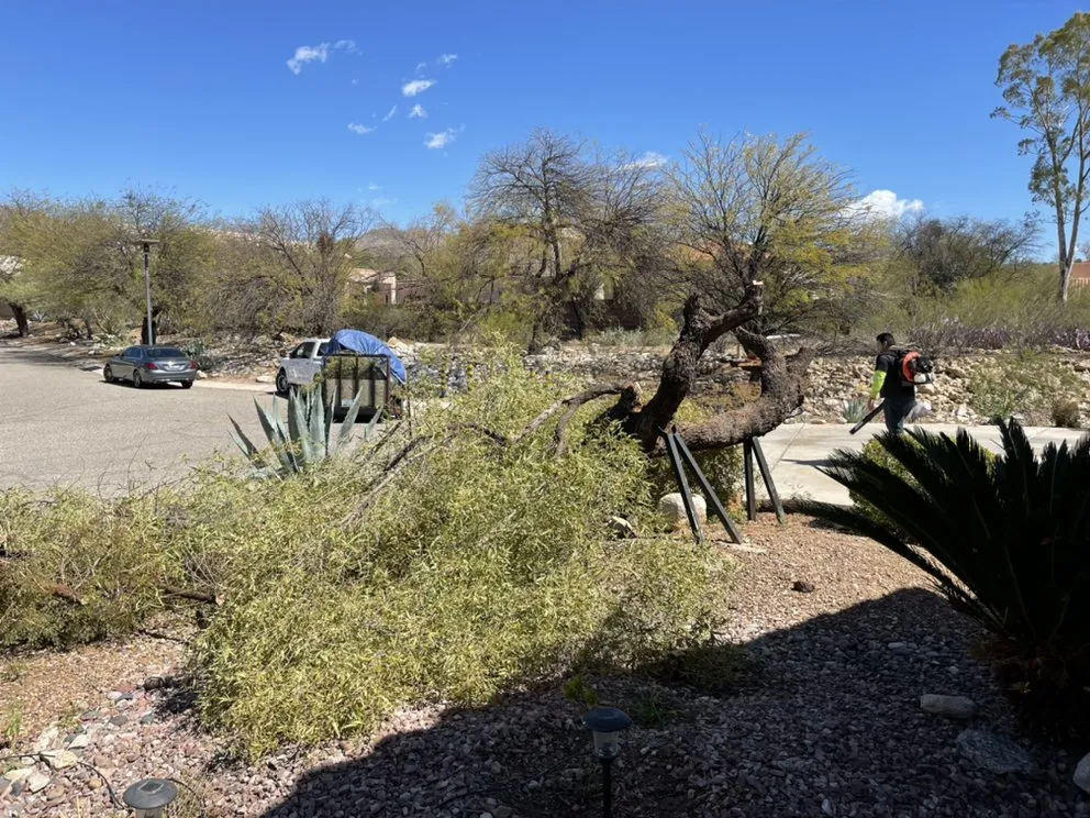 Expert yard maintenance experts serving Tucson, AZ - Sunrise Landscape & Tree Service