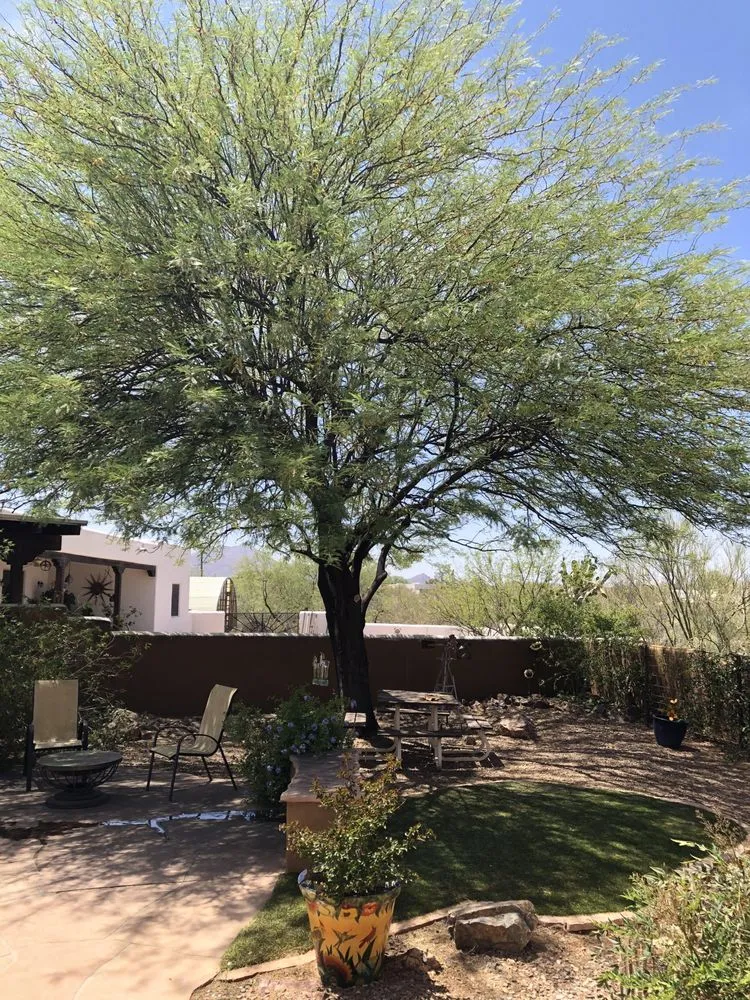 Local yard cleanup service for homes in Tucson, AZ by Sunrise Landscape & Tree Service