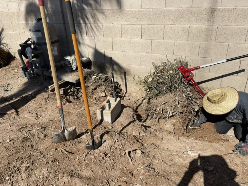 Expert lawn care service for homes across Tucson, AZ - Sunrise Landscape & Tree Service