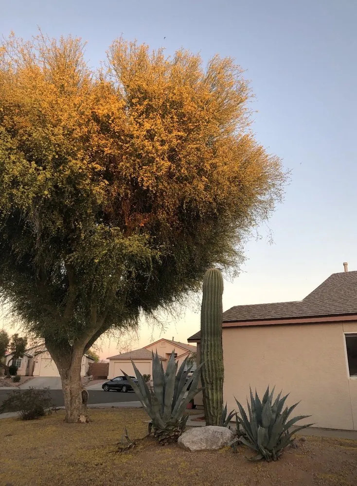 Reliable lawn care service with custom design across Tucson, AZ - Sunrise Landscape & Tree Service