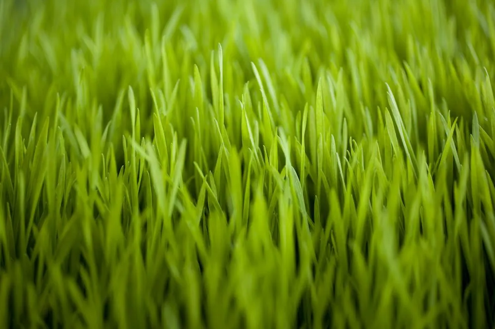 Top-rated yard cleanup service in Boring, OR by Sunrise Landscape Professionals