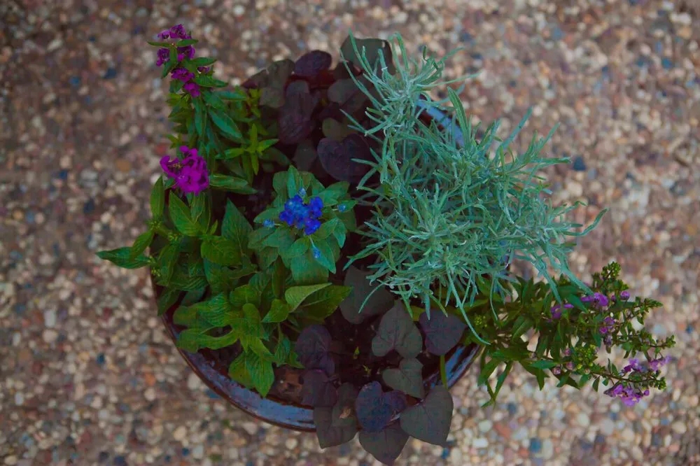 Expert outdoor landscaping for residential properties across College Station, TX - Sunrise Landscapes