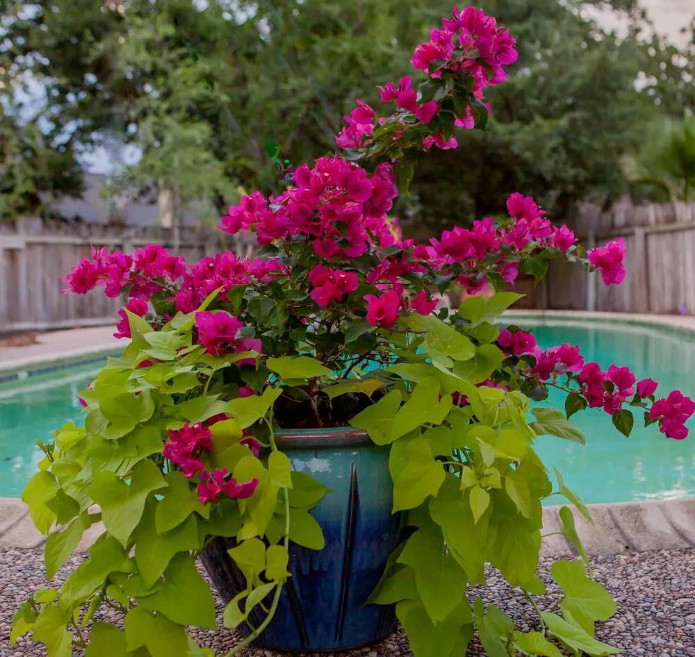 Trusted yard maintenance for residential properties in College Station, TX by Sunrise Landscapes