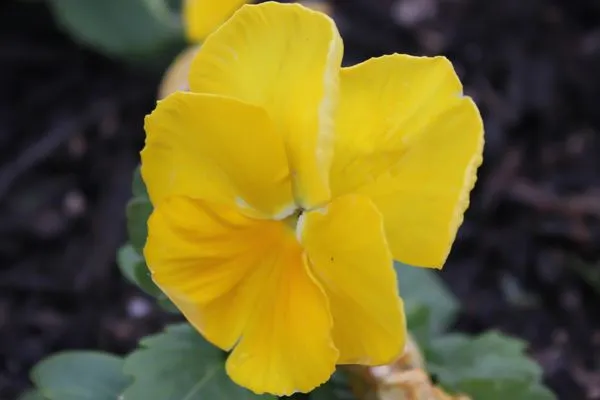 Sunrise Landscapes Logo