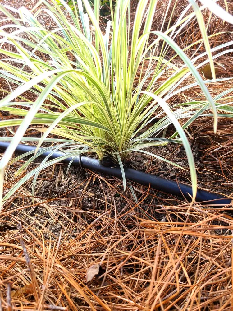 Affordable lawn mowing service for year-round maintenance across Statesboro, GA - Sunrise Landscapes