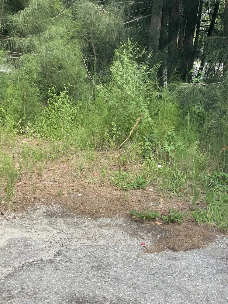 Professional residential landscaping experts serving Fort Myers, FL - Sunrise Landscaping