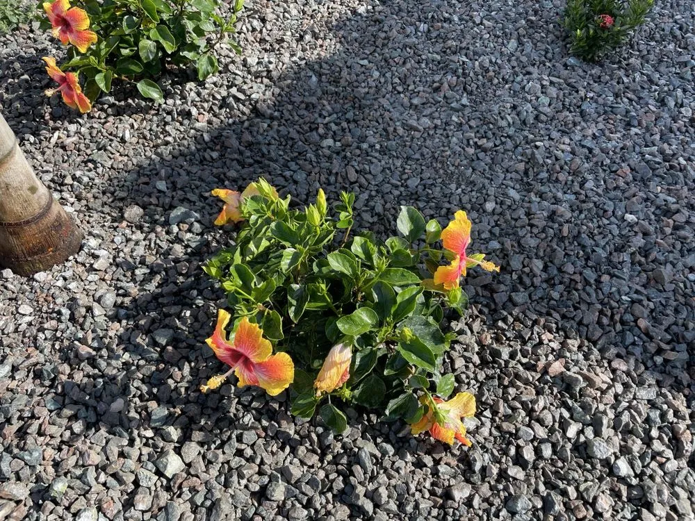 Local garden landscaping in Fort Myers, FL - Sunrise Landscaping