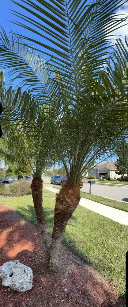 Top-rated outdoor landscaping experts serving Fort Myers, FL - Sunrise Landscaping