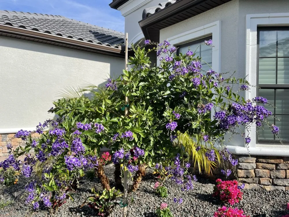 Affordable landscaping services for residential properties in Fort Myers, FL by Sunrise Landscaping