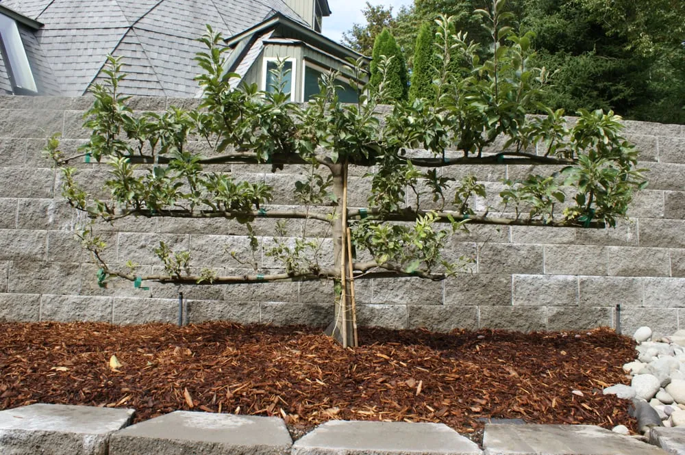 Professional landscaping services in Olympia, WA by Sunrise Landscaping