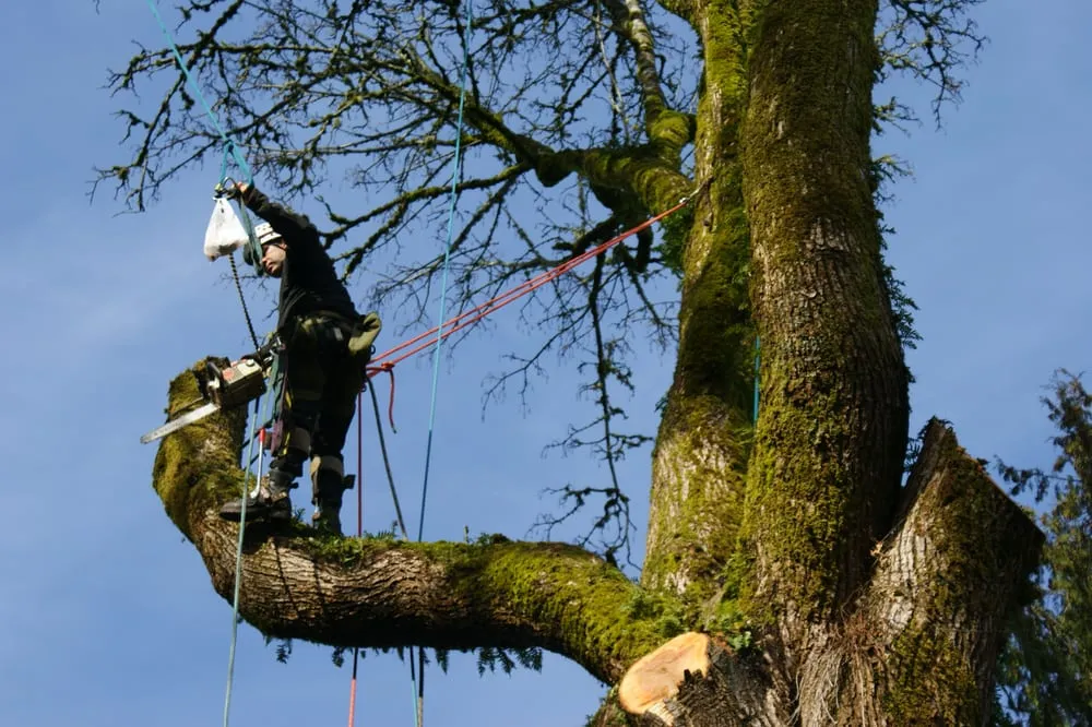 Custom landscape installation for outdoor upgrades in Olympia, WA by Sunrise Landscaping