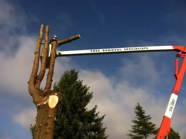 Top-rated yard cleanup service in Olympia, WA by Sunrise Landscaping