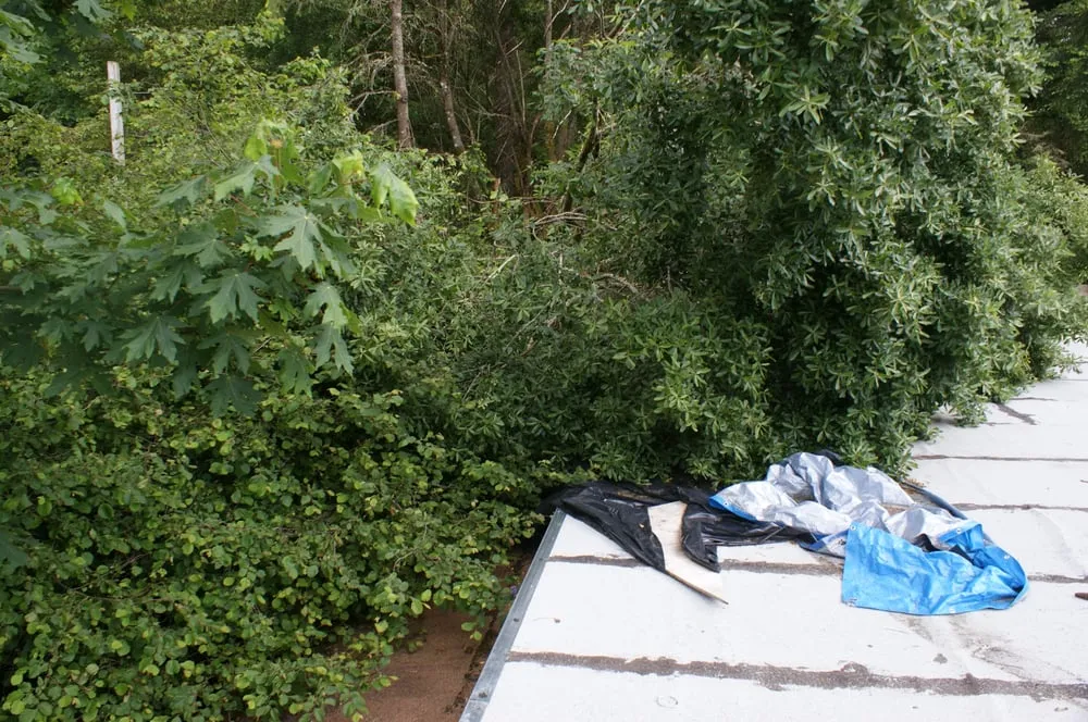 Professional lawn mowing service experts serving Olympia, WA - Sunrise Landscaping