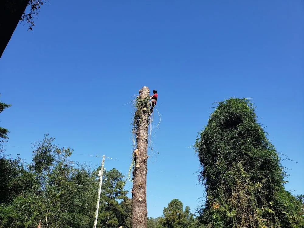 Professional landscape installation with custom design in Aberdeen, NC by Sunrise Landscaping Services
