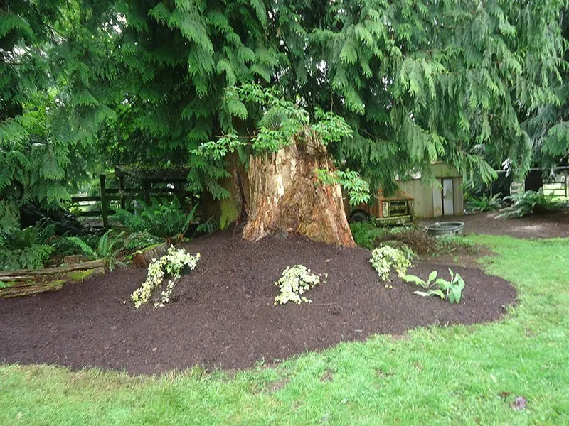 Professional landscaping services experts serving Auburn, WA - Sunrise Landscaping Solutions