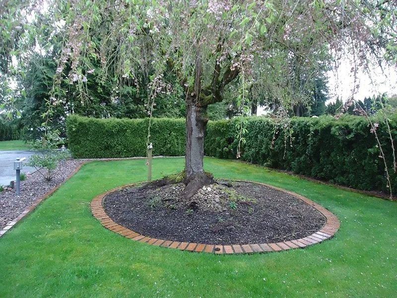 Custom yard cleanup service near you across Auburn, WA - Sunrise Landscaping Solutions