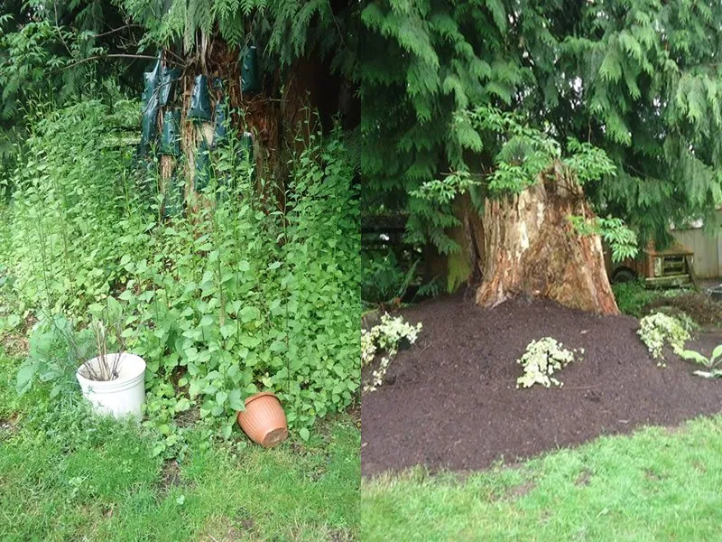 Trusted landscaping services near you across Auburn, WA - Sunrise Landscaping Solutions