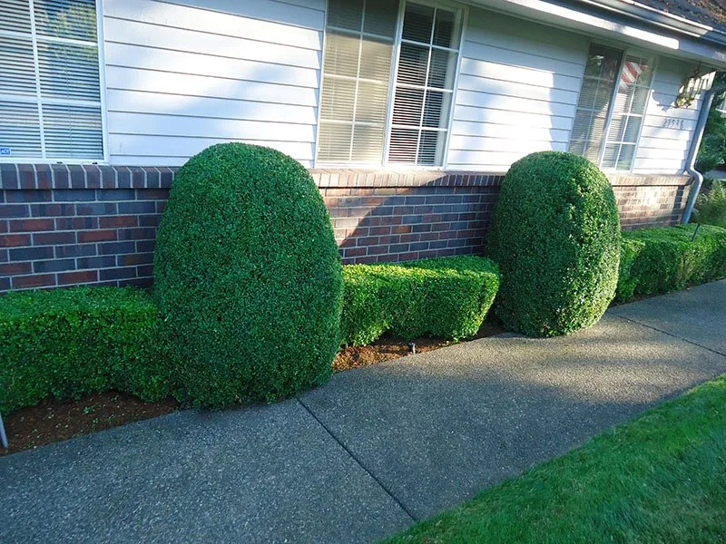 Top-rated outdoor landscaping for homes in Auburn, WA by Sunrise Landscaping Solutions