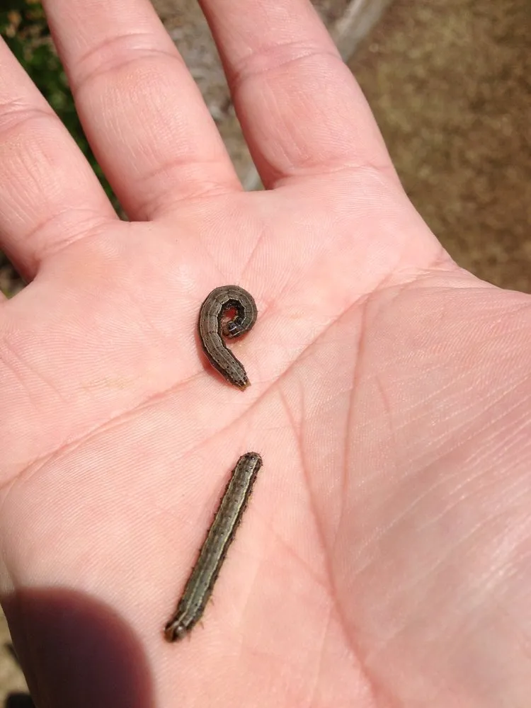 Top-rated landscaping services with custom design in Birmingham, AL by Sunrise Lawn Service