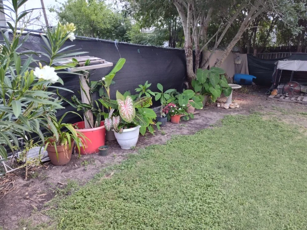 Local landscaping services in Corpus Christi, TX by Sunrise Lawn Service